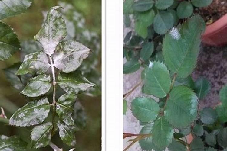 月季花施肥需要注意什么