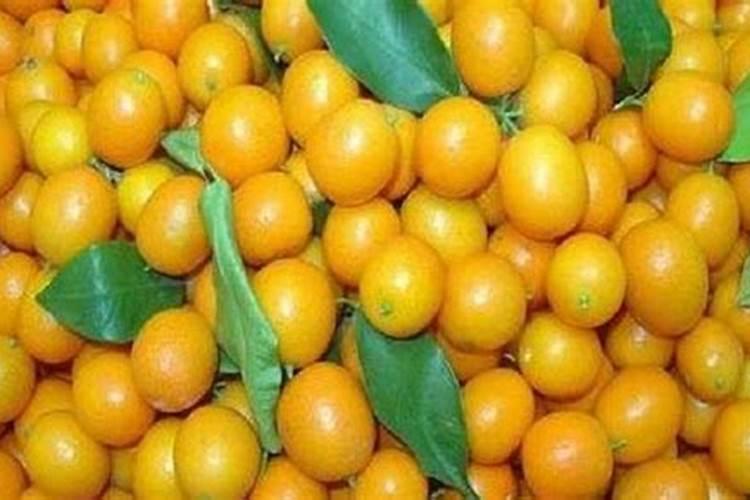 盆栽金桔什么时候施肥