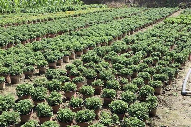 菊花移栽注意事项