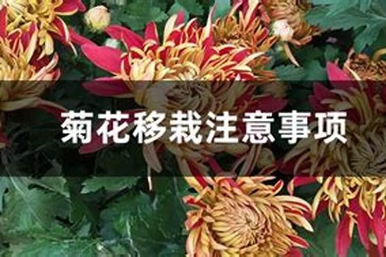 菊花的栽培管理技术？