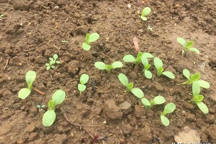生菜种苗多久施肥 生菜种植多长时间需要施肥