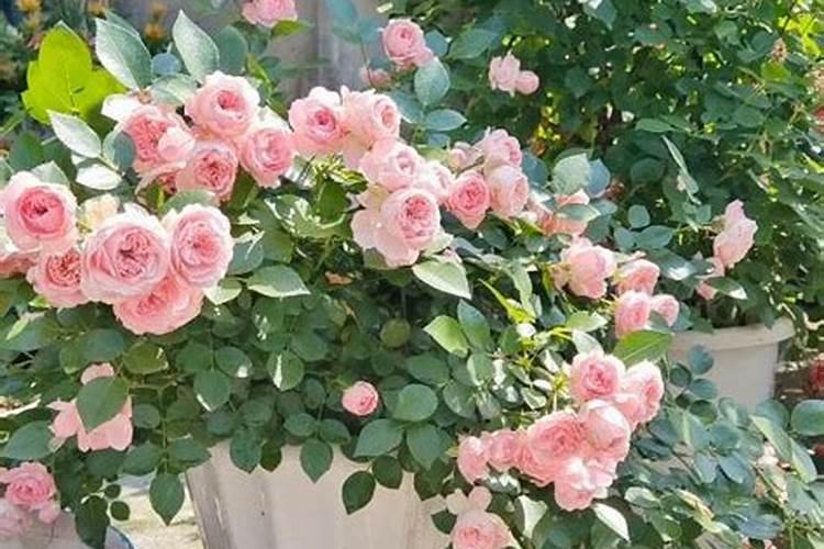 月季开花时能施肥吗 月季开花时能不能施肥