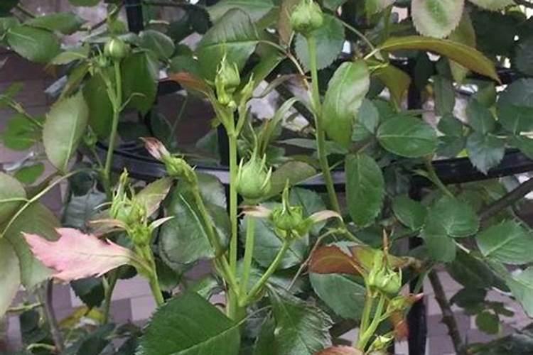 月季开花时能施肥吗,月季开花需要施肥吗