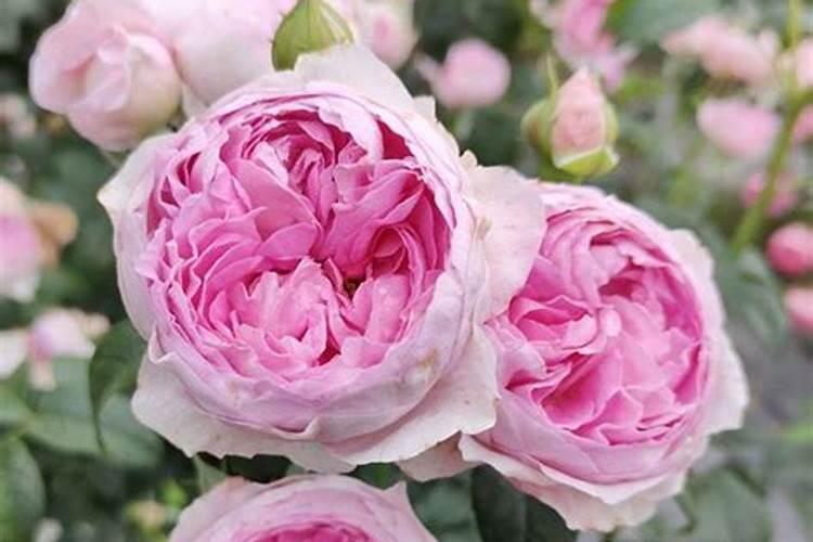 月季施肥诀窍有哪些