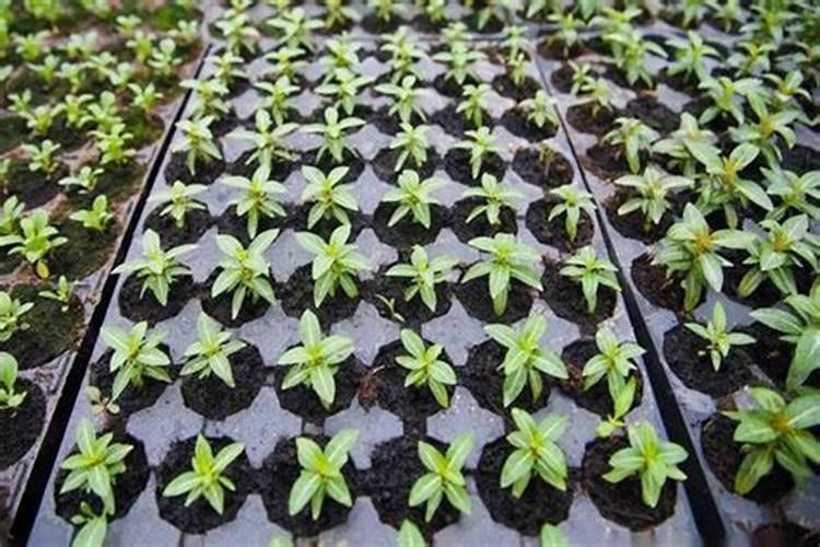 红菜苔种子出苗后要不要施肥？