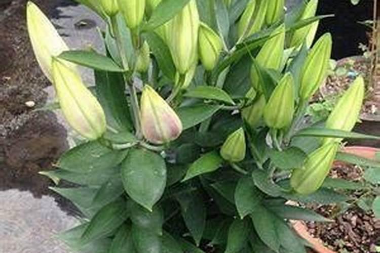 百合花快蔫了怎么救活