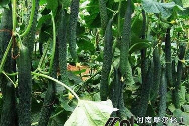 三个十五的复合肥和硝酸磷钾肥哪个肥效更好