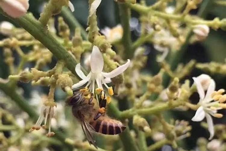 荔枝专用叶面肥什么好