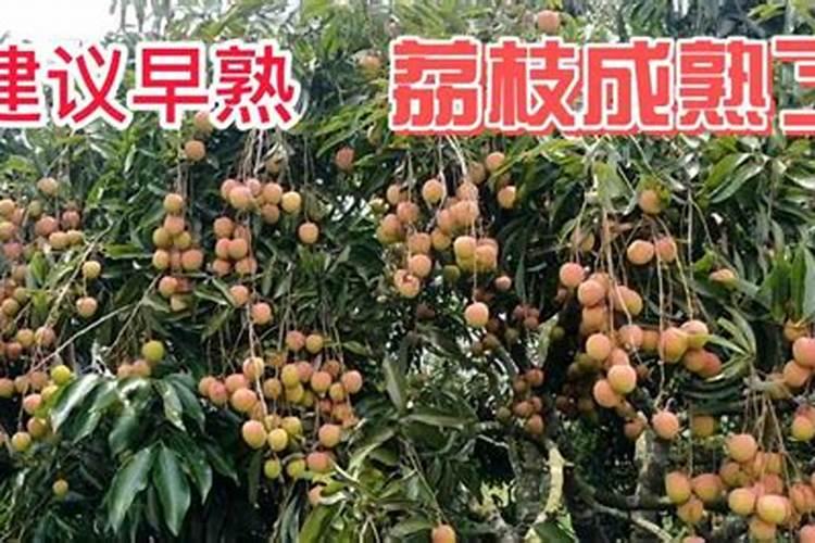 荔枝专用叶面肥什么好？