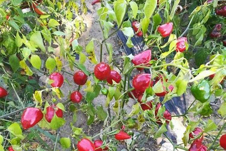 氮肥是什么肥料