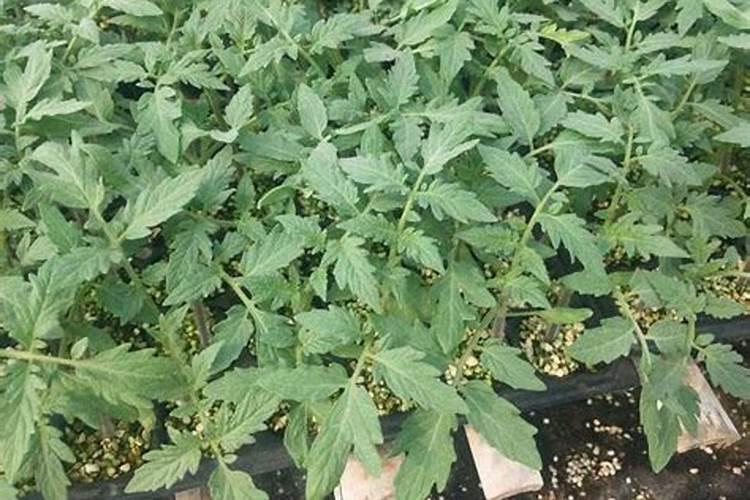 越冬大棚番茄栽培底肥用啥肥比较好？