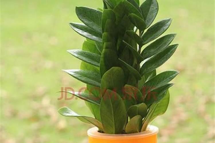 摇钱树施肥方法,用什么肥好