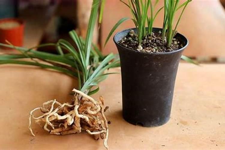 兰花喷什么叶面肥最好