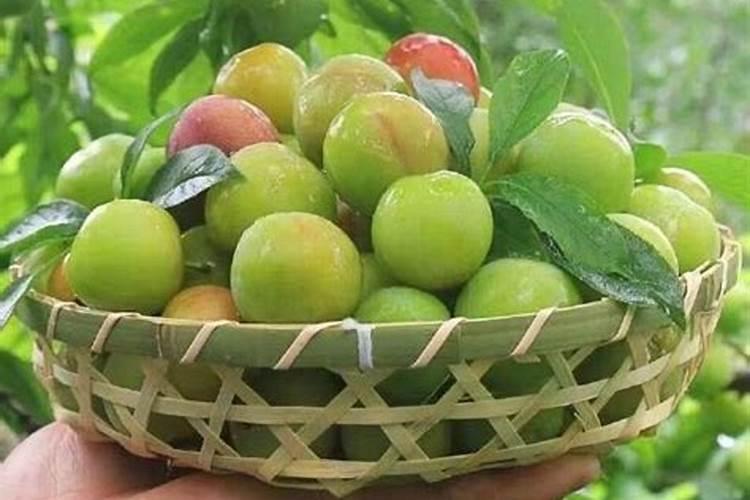 李子怎么施肥长得快？李子施什么肥增甜上传靓果？