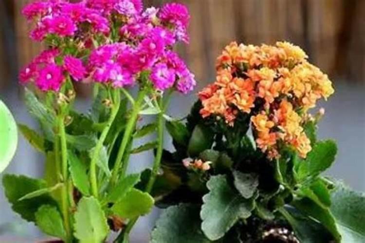 长寿花施肥方法