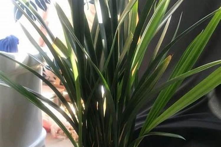 墨兰的养殖方法和注意事项怎么浇水