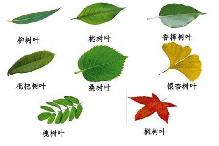 发酵碳肥制作方法