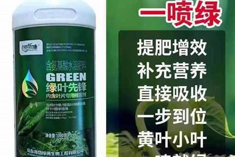 钻石翡翠绿植怎么养