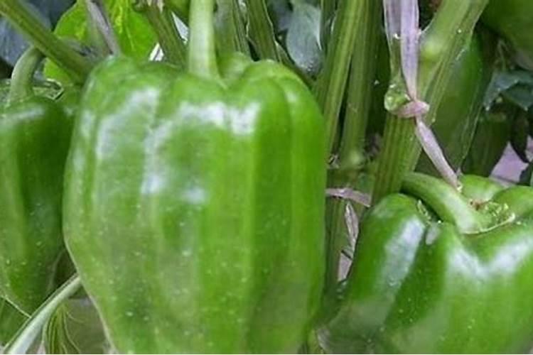 青椒用什么肥料最好