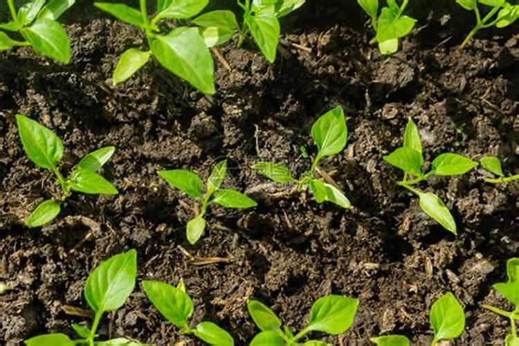 青椒施什么肥最好