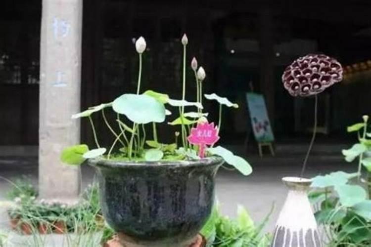 盆栽荷花怎么施肥施什么肥