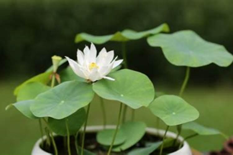 荷花花肥制作与使用方法