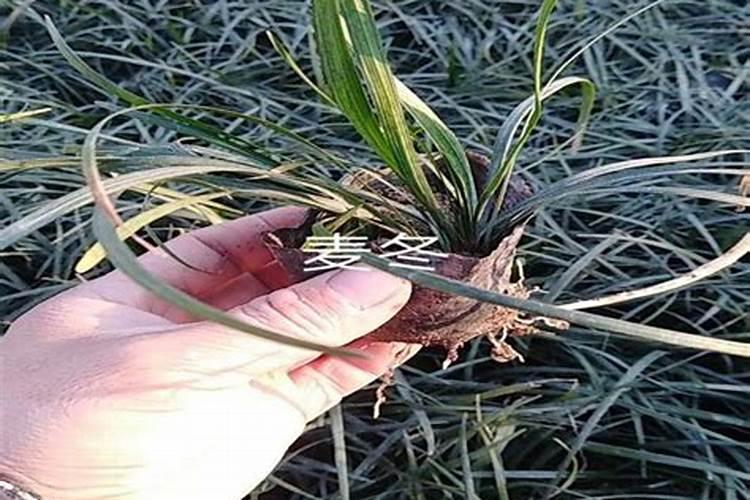 恶魔之眼艾肯泉,官方和民间截然不同的两个说法,你信谁？