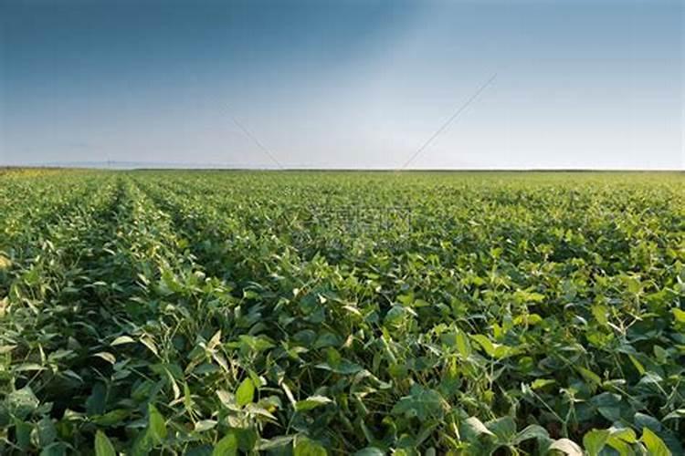 现在用大豆发酵菌肥做底肥的越来越多,有什么需要特别注意的事情吗？