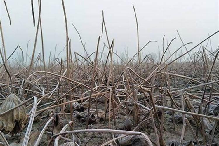 黄腐酸钾化成水剂生根效果怎么样？