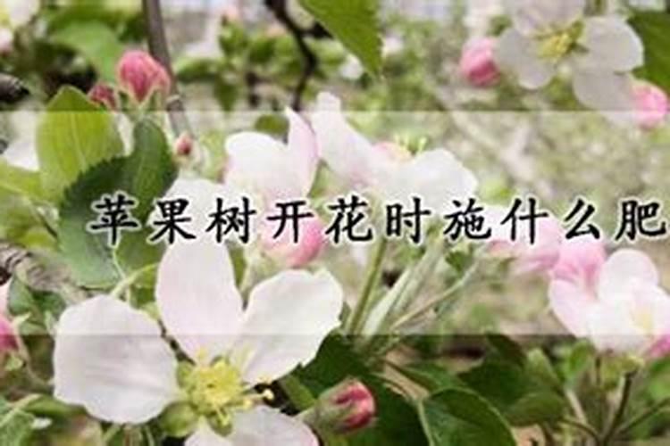 苹果树开花时施什么肥苹果树花前施什么肥好