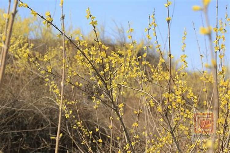 假连翘的繁殖方法