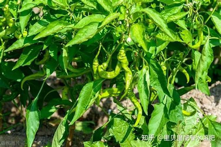 辣椒结果期用什么复合肥好？辣椒挂果期打什么叶面肥长的快？