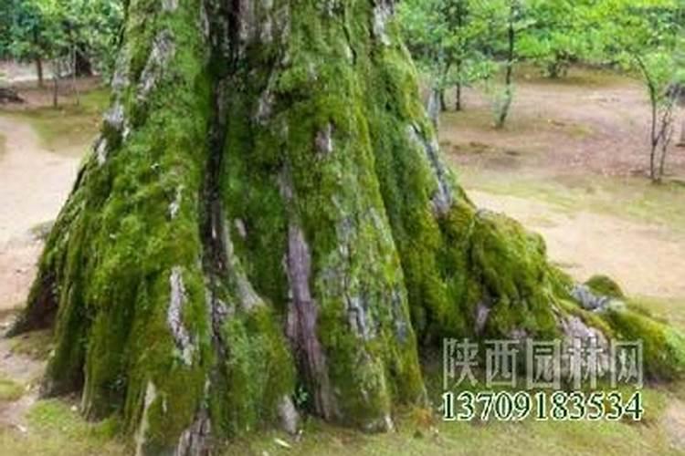 芸苔素对植物生长有什么作用？