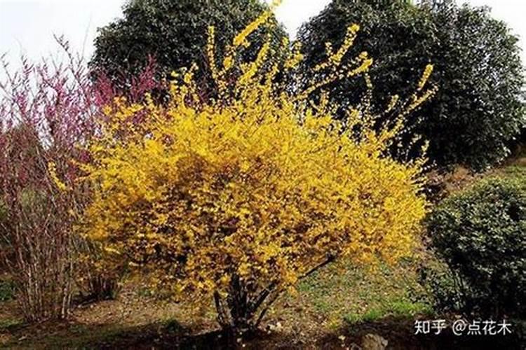 草木灰干什么用的