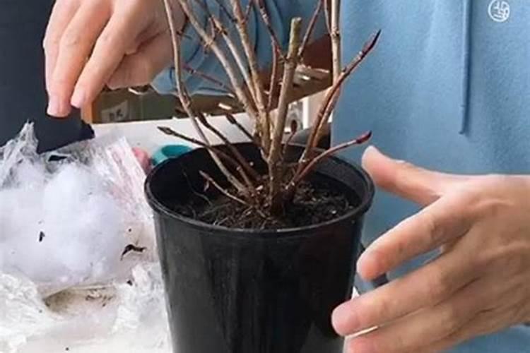 无尽夏怎么过冬 无尽夏的养护方法