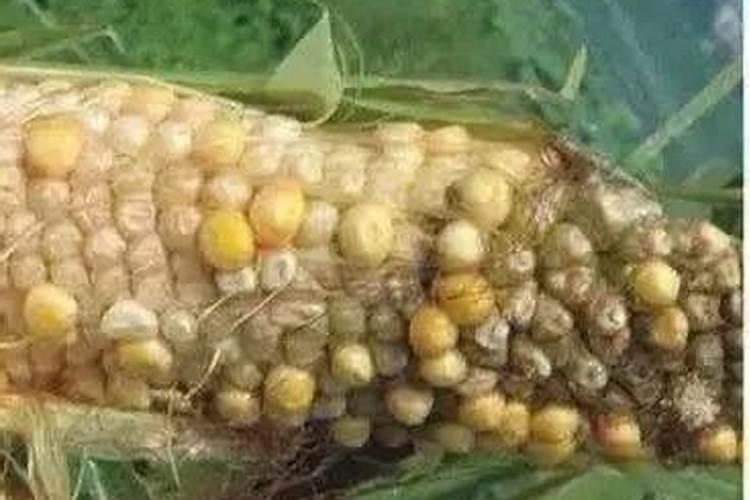 玉米缺氮会导致什么后果？该怎么给玉米补充氮素？