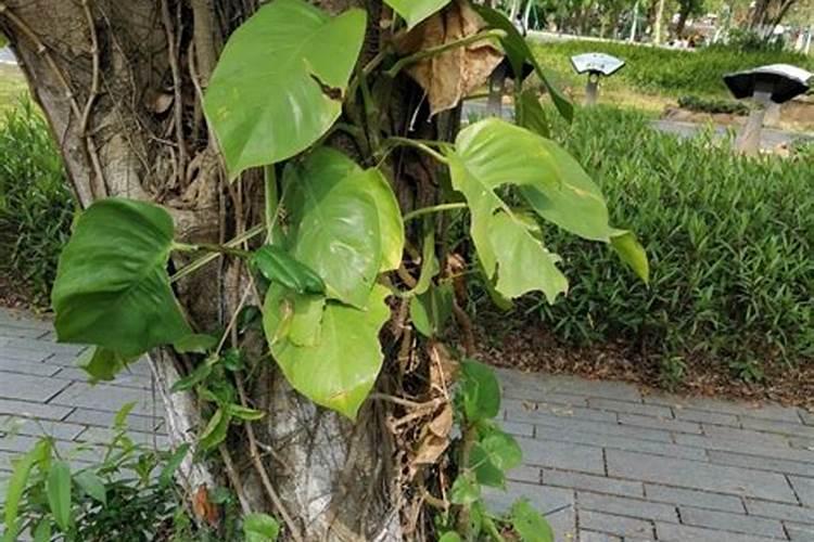 如何让绿萝叶子变油绿变大变肥