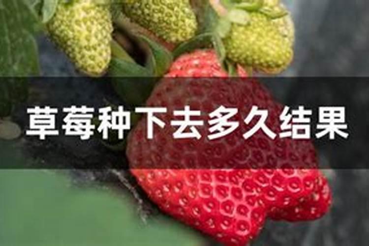 草莓苗栽下去几天可以施肥