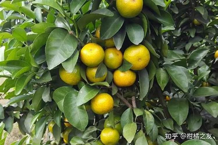 柑橘结果期上什么肥料好？柑橘挂果期用哪些肥料好？