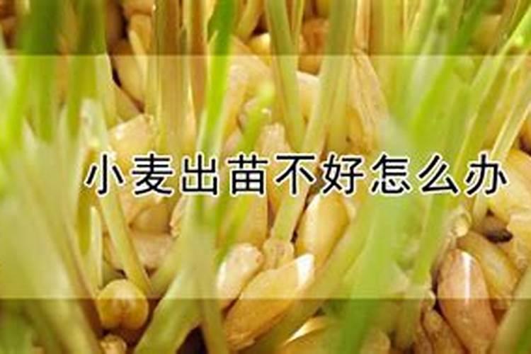 小麦在小满期间能不能使用叶面肥？