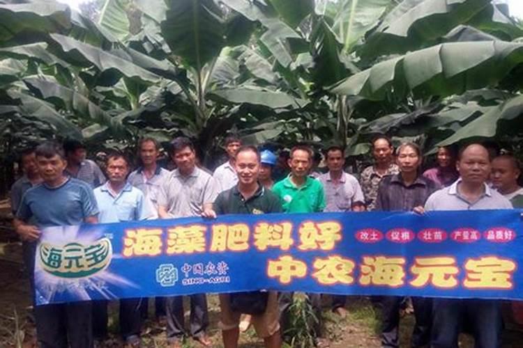 海藻肥的功效与作用