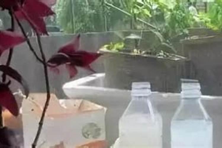 茶叶多久才可以浇花施肥