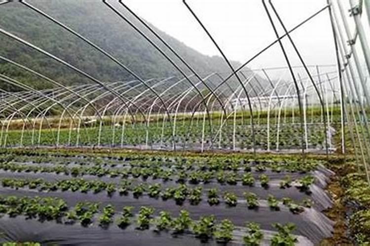 怎样才能让大棚草莓早开花早结果