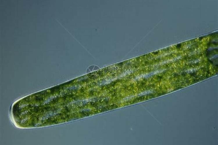 水池里面有绿藻怎么消除它