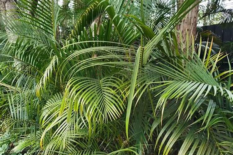 散尾葵浇什么肥料合适