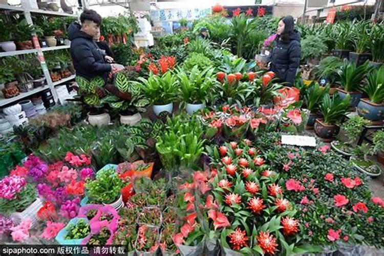 水溶肥相比于传统肥料有哪些优缺点？