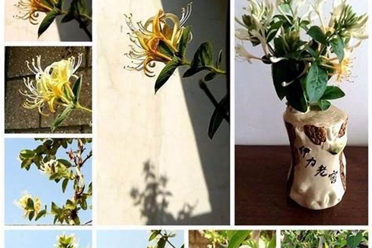 金银花用什么叶面肥好