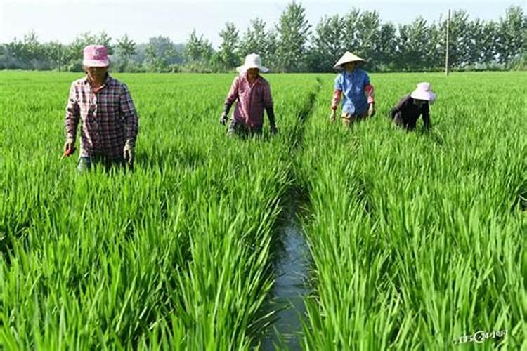 杂交水稻后期要不要追钾