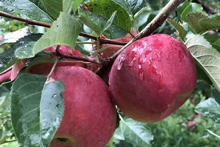 水果有那些品种？