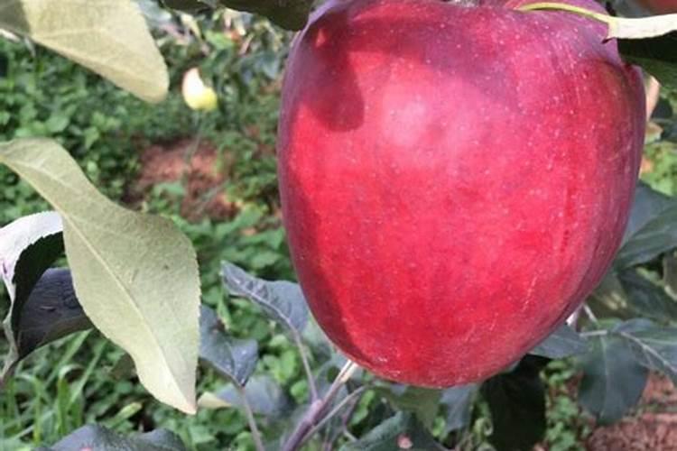 苹果之乡是哪里？